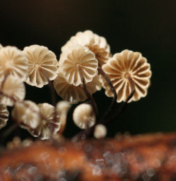 Marasmius rotula3