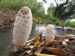 Coprinus comatusF2