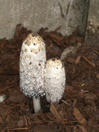 Coprinus comatusF2