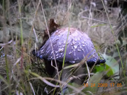 Coprinus comatusF2