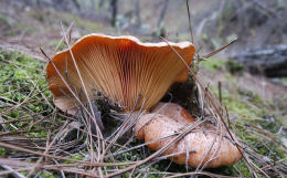 Lactarius deliciosus