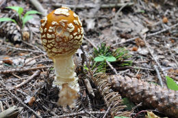 Amanita regalis 2 Mushroom