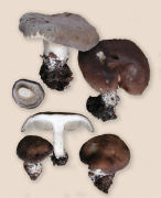 Melanoleuca turrita GK Mushroom