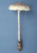 Lepiota procera2 Mushroom