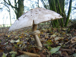 Macrolepiota konradii