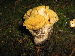 Ramaria aurea