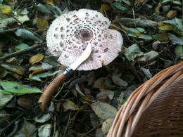 Macrolepiota rhacodes