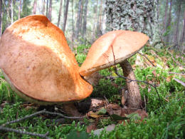 Leccinum versipelle 33