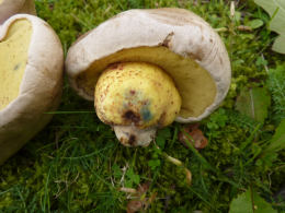 Boletus albidus 8