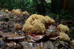 Ramaria stricta3