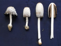 Coprinus comatusF2