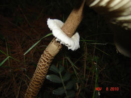 Lepiota procera4