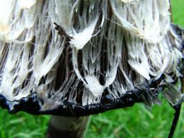 Coprinus comatusF2