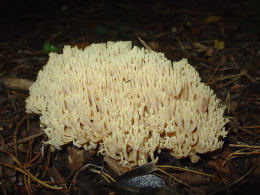 Ramaria aurea