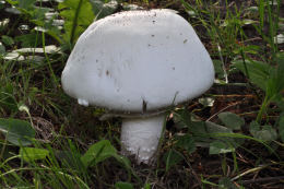 Agaricus arvensis7.jpg