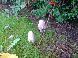 Coprinus comatusF2