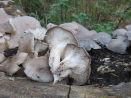 Pleurotus ostreatus 005