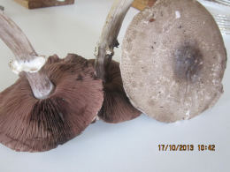 Agaricus excellens