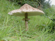 Macrolepiota procera GK Mushroom