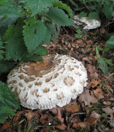 Lepiota rhacodes var hortensis