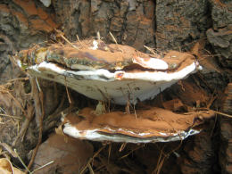 Ganoderma adspersum2