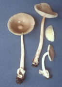 Amanita vaginata Mushroom