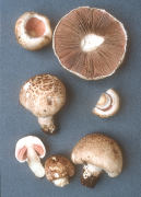 Agaricus porphyrocephalus3 Mushroom