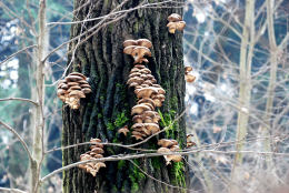 Pleurotus ostreatus 005