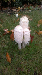 Coprinus comatusF2