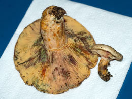 Lactarius deliciosus