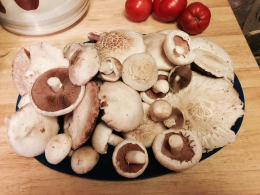 Agaricus campestris7.jpg