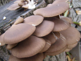 Pleurotus ostreatus 005