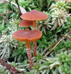 Galerina paludosa 2 Mushroom