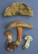 Boletus rubripes Mushroom