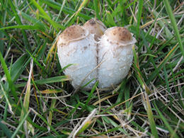 Coprinus comatusF2