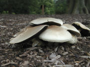 Agaricus arvensis GK Mushroom