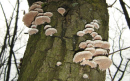 Schizophyllum commune2