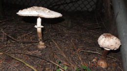 Macrolepiota rhacodes