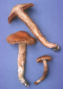 Cortinarius cacao color Mushroom