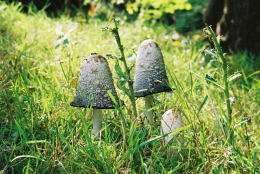 Coprinus comatusF2