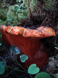 Hypomyces lactifluorum 2