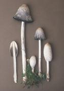 Coprinus comatus 2 Mushroom