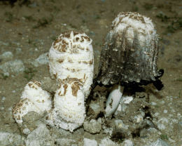 Coprinus comatusF2