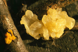 Tremella mesenterica