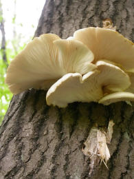 Pleurotus ostreatus 005