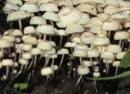 Marasmius rotula3