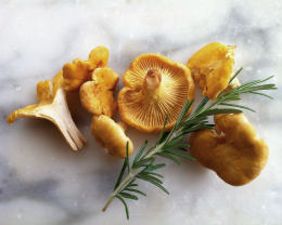 Cantharellus cibarius 13 Mushroom