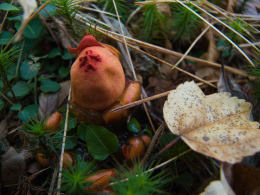 Calostoma cinnabaria3