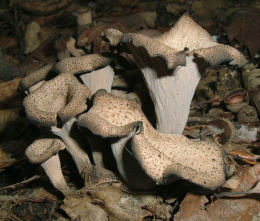 Craterellus cornicupoides 7