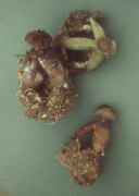 Geastrum fornicatum 2 Mushroom